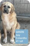 Welpe Armin m, 5 Mo., 41cm hoch,