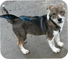 Welpe Bruno m, 7 Mo., 51cm hoch, 