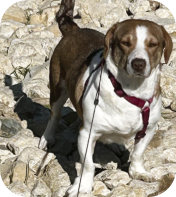 Evelyn w, 2 Jahre alt, kastriert, 35cm hoch,