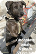 Chocolate, w, 5 Jahre, 53cm hoch, 