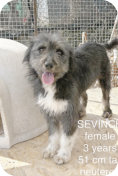Sevinch, w, 3 Jahre, 51cm hoch, 