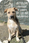 Stelya, w, 4 Jahre., 51cm hoch, kastriert